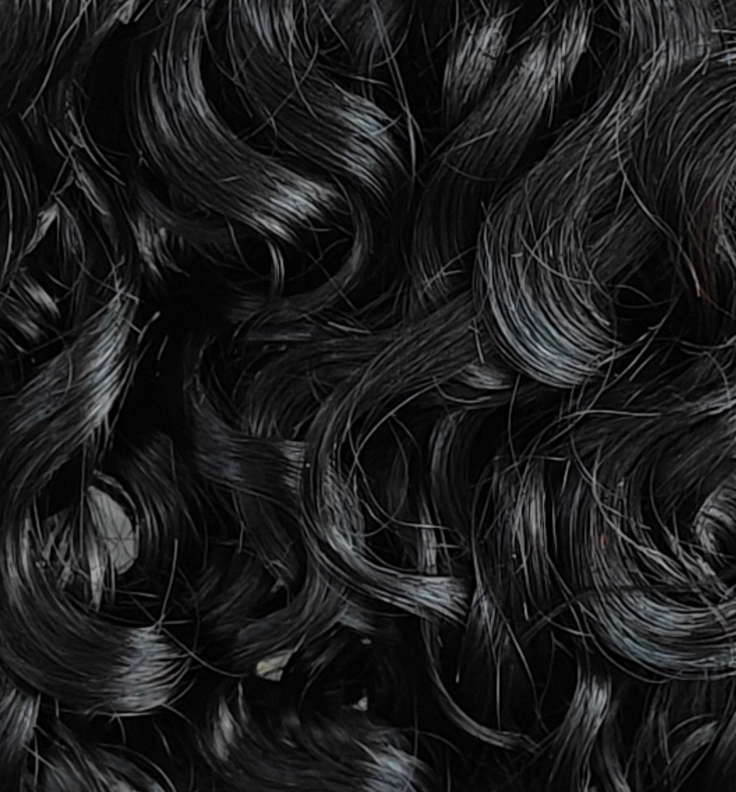 Kinsley: Burmese Curly